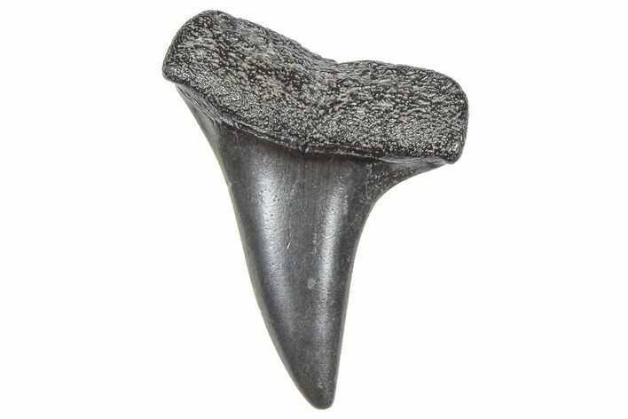 Fossil White Shark Tooth - South Carolina #364382